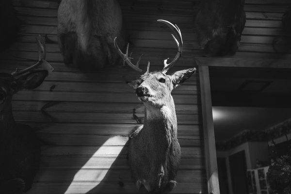 L'art de la taxidermie contemporaine : Animaux immortalisés