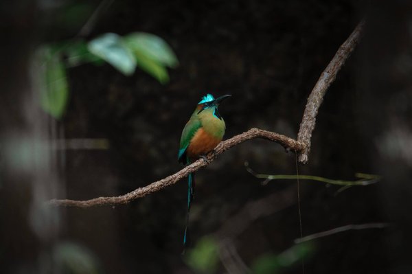 Comment concevoir un système de récupération d'eau de pluie pour l'irrigation des espaces verts urbains ?