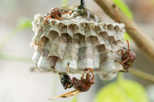 Destruction de nids de frelons dans le 78 : tournez-vous vers un professionnel
